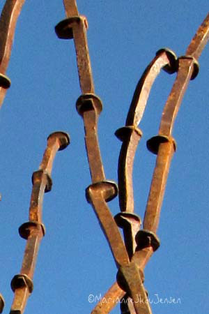 Closeup of railroad spike ocotillo - Kevin Caron