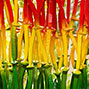 Closeup of Firestick, a site-specific, nature inspired, colorful contemporary sculpture - Kevin Caron